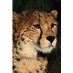 Cheetah Gym Edgewater