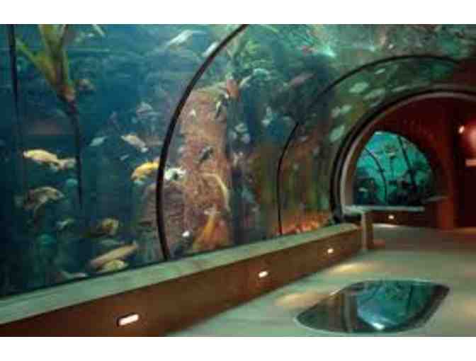 2 Newport Aquarium Tickets - (Shark Bridge experience included)