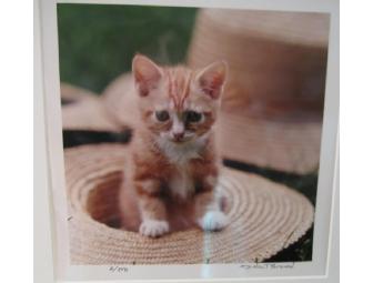 Kitten In A Hat - Photo - White Matting - By Dick Brown - 2/250