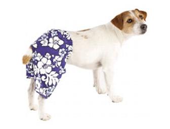 Designer Dog Clothes - 7 Outfits - Male - Small