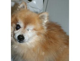 Sponsor a Resident Pet for One Year