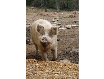 Sponsor a Resident Pet for One Year