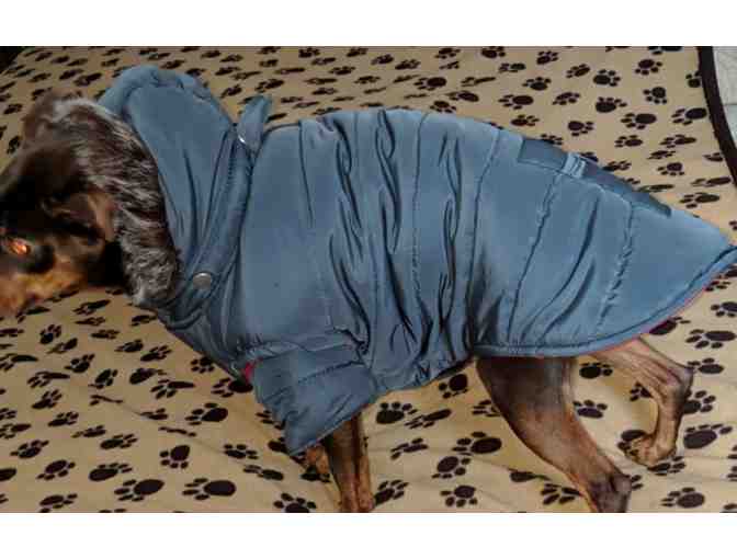 Winter Dog Parka - Blue Gray and red- size Medium
