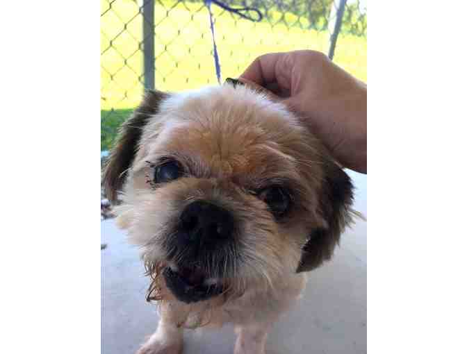 Dental Procedure for a Shih Tzu and Furbaby Rescue Dog
