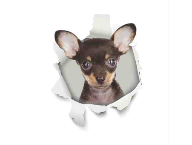 2 Pack of Adorable Chihuahua Decals - Photo 1