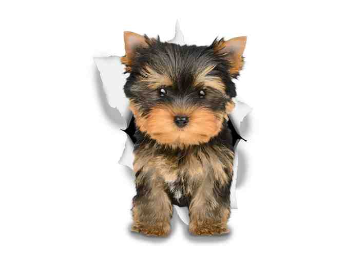 2-Pack of Adorable Yorkie Decals - Photo 1