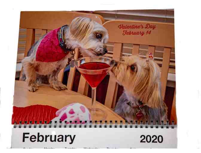 A Year with Gus Adorable Morkie 2020 Calendar