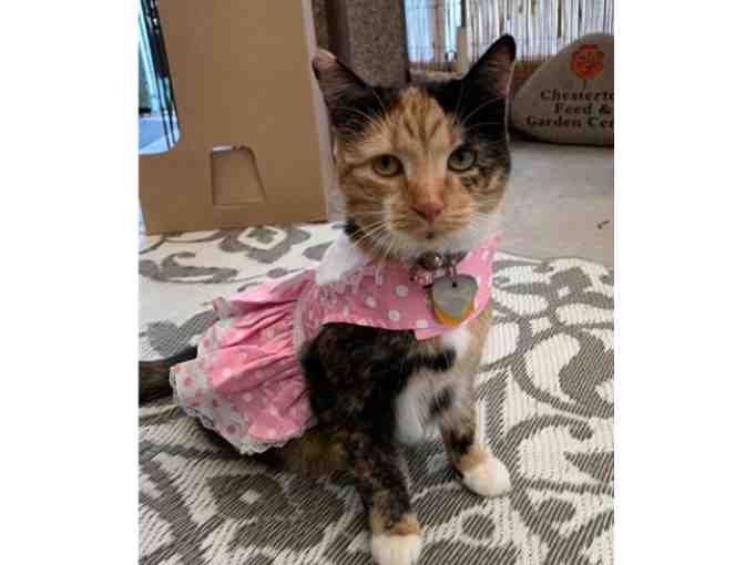 Pink Polka Dot and Lace Dress - Xsmall