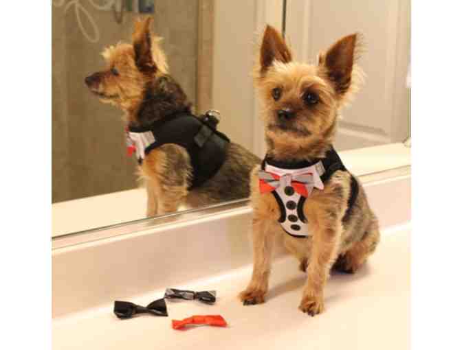 Tuxedo Harness with 4 bows - Medium