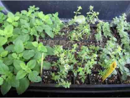 Veggie transplant "flats" - appx. 60 plants