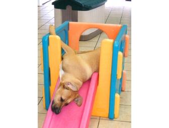 Dogtopia 'Day Care for Dogs' Package