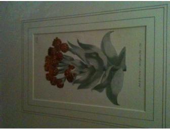 Pair of Framed Antique Botanicals