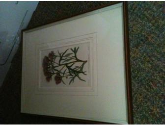 Pair of Framed Antique Botanicals