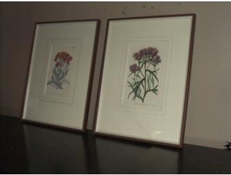 Pair of Framed Antique Botanicals