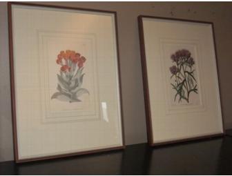 Pair of Framed Antique Botanicals