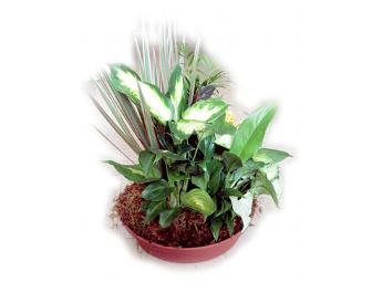 Nela Florist $50 Gift Certificate