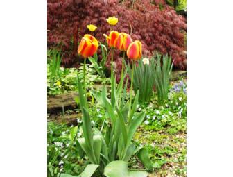 Garden/Landscape Consult with MJM Landscaping