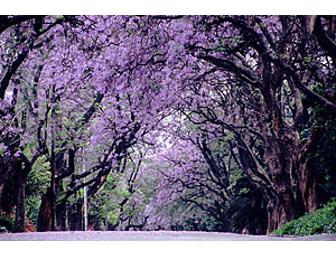 1-hour Landscape Design Consultatia??on from Rosmarin Landscape Design