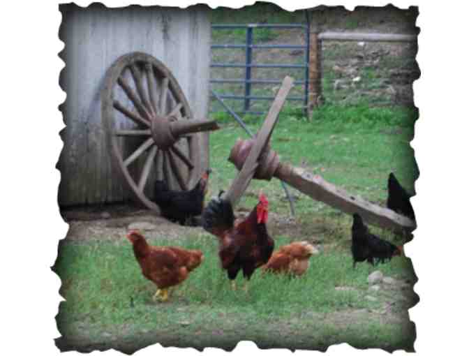 $35 Gift Certificate to New Creation Farm