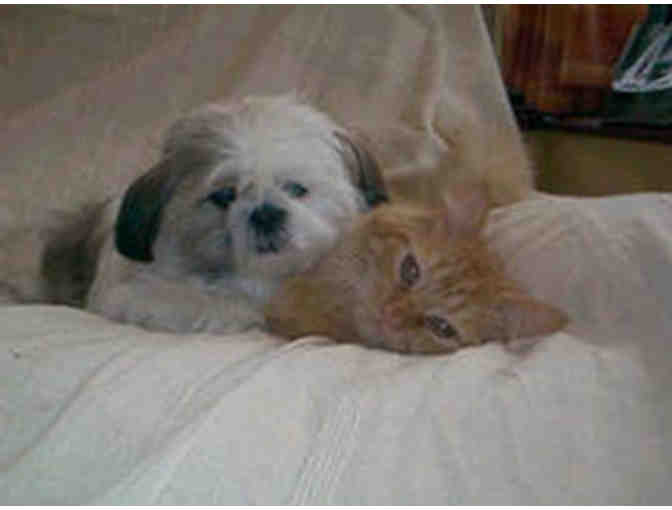 Cozy at Home Pet Sitting - $35 Gift Certificate