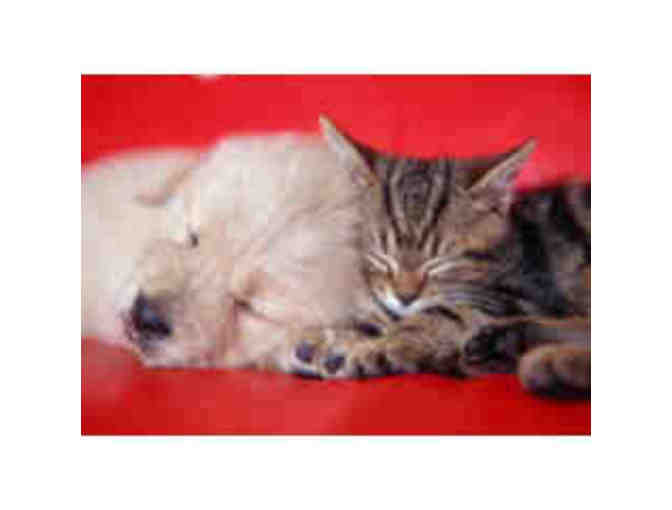 Cozy at Home Pet Sitting - $35 Gift Certificate
