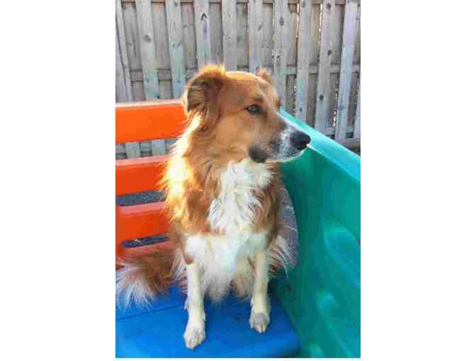 DogTopia - 5 Days of Doggy Day Care in Cleveland Heights