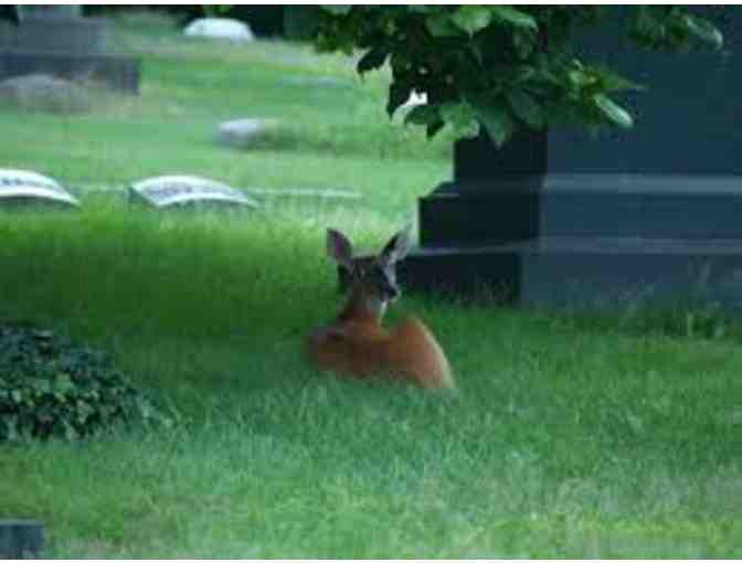 A VIP Tour for Four of The Lake View Cemetery