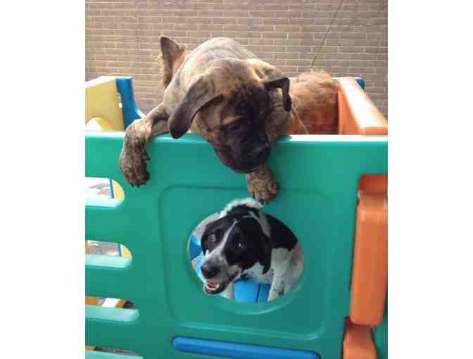 DogTopia - 5 Days of Doggy Day Care in Cleveland Heights