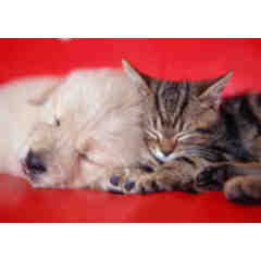 Cozy at Home Pet Sitting