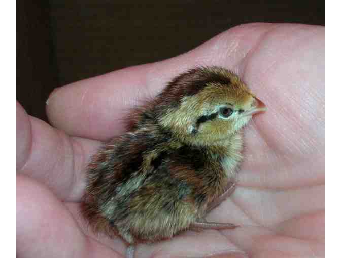 Hatch and raise quail chicks - great experience for kids!