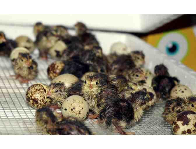 Hatch and raise quail chicks - great experience for kids!