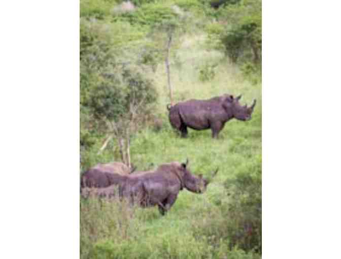 Zulu Nyala South African Safari - Chance of a lifetime!