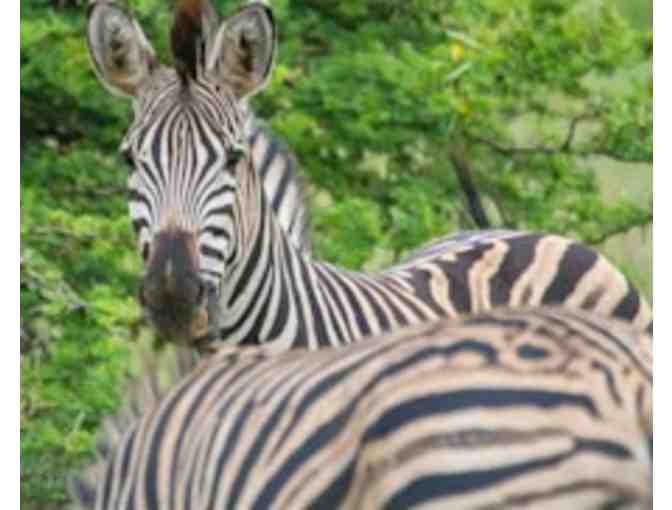 Zulu Nyala South African Safari - Chance of a lifetime!