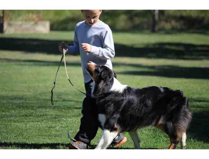 Better Dog Training & Behaviour - Level One Obedience Class