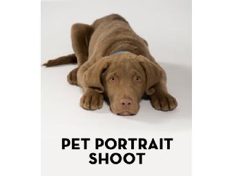Pet Posterity Photo Shoot