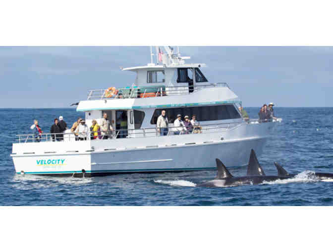 Santa Cruz Whale Watching: Gift Certificate for Two