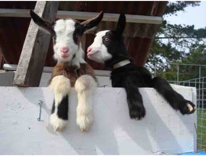 Harley Farms Goat Dairy: Two passes for Weekend Farm Tour
