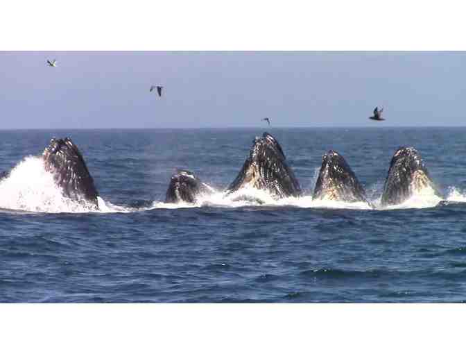 Monterey Bay Whale Watch: Pass for Two Tickets