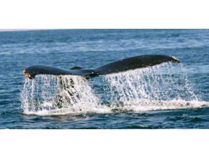 Santa Cruz Whale Watching: One Adult Fare on any Public Trip