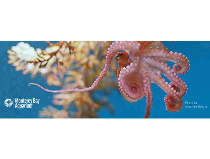 Monterey Bay Aquarium: Two General Admission Passes
