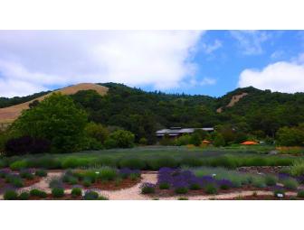 Tour and Tasting at Matanzas Creek Winery