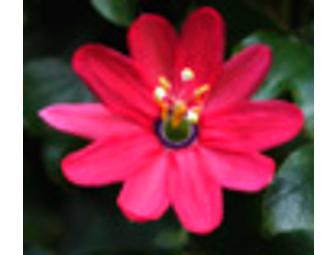 'Garden of Dreams' Photo Cards, with images from Gateway's Life Lab Garden