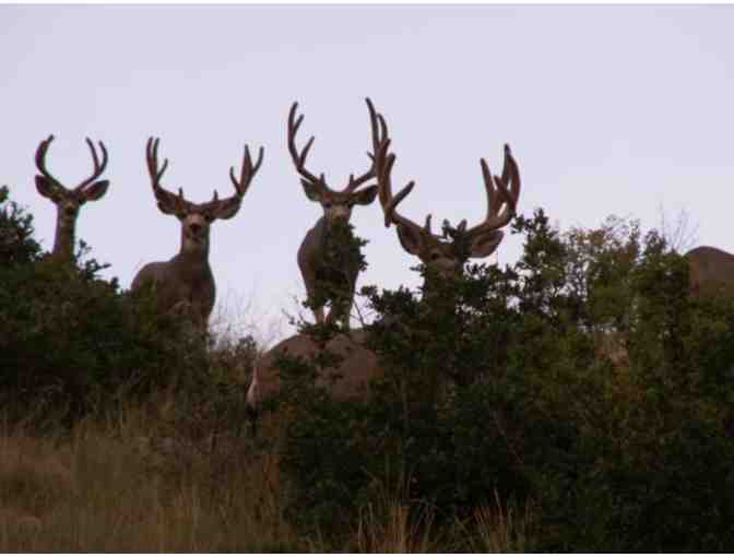 Trophy Mule Deer Buck Hunt