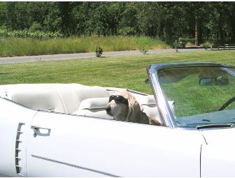 Phred's Red - the LAST bottle!