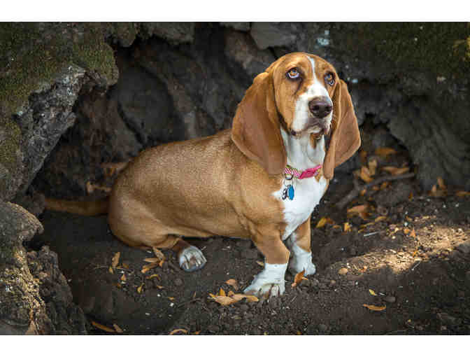 Customized Portrait from James Joye - Spot On Dog Portraits