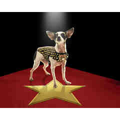 Celebrity Canine Couture