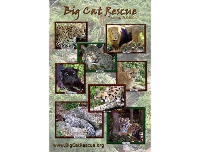 Big Cat Rescue - 4 Regular Day Tour Passes