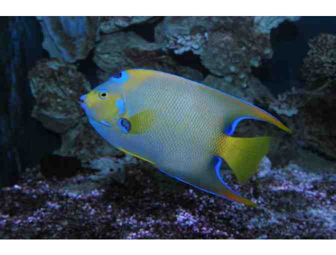 Key West Aquarium - Four (4) VIP Passes, Good for Two Consecutive Days