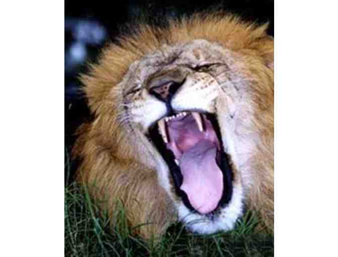 Lion Country Safari - A Week of Safari Day Camp