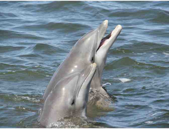 Captain Mike's Dolphin - Tybee Island, GA. - Two (2) Adult & Two (2) Child Tickets - Photo 1